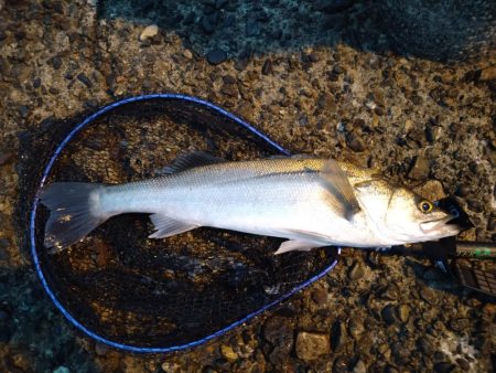 キス釣りからのシーバス